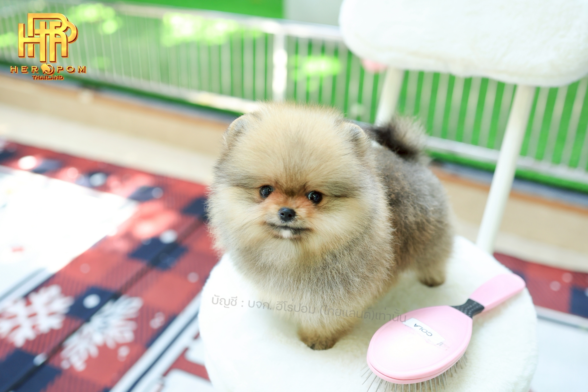 ปอมแท้ ปอมหน้าสั้น HRM-10954 เพศชาย สีส้ม น่ารักมาก ๆ ถ่ายรูปแล้วขึ้นกล้องสุด ๆ...