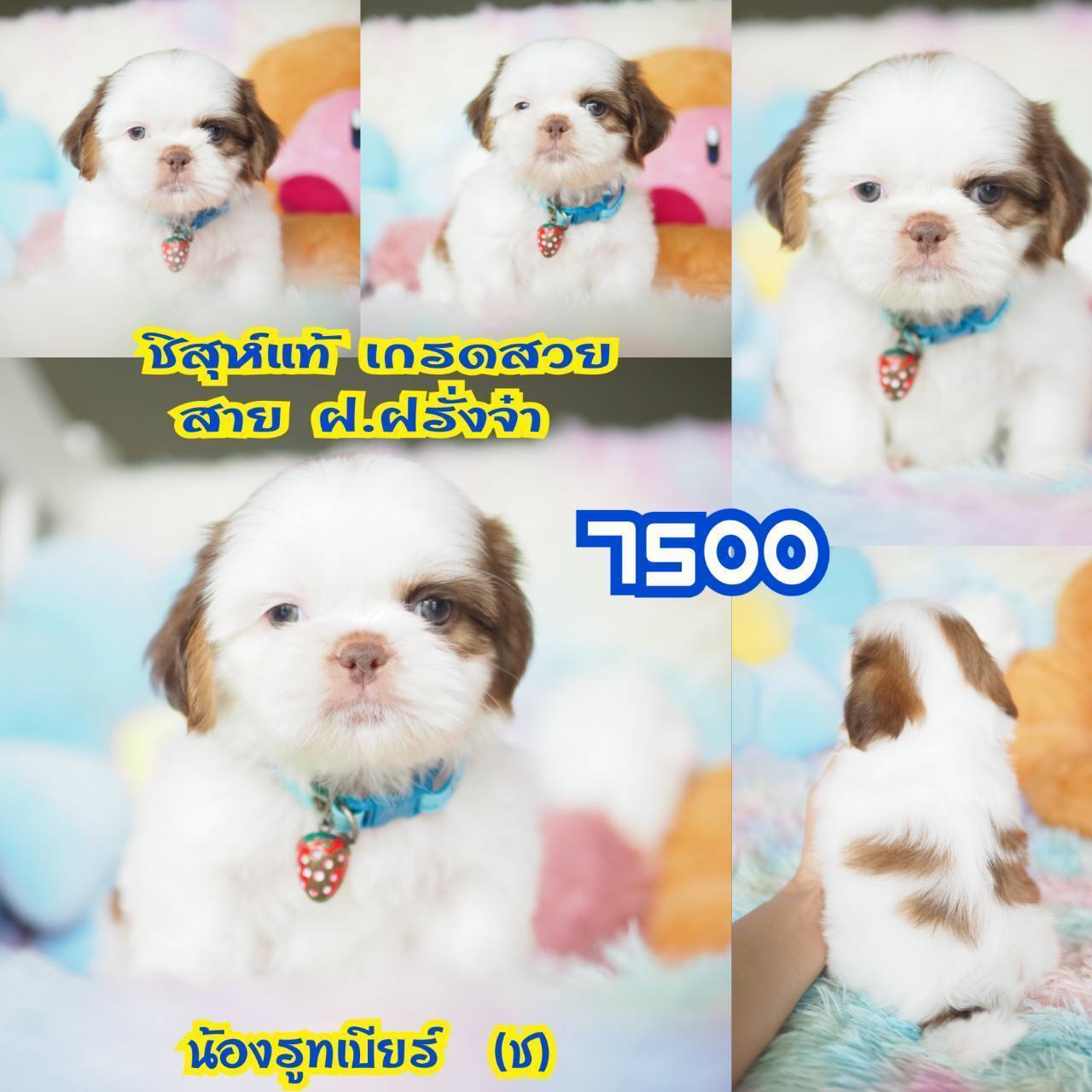 ❤️บ้านกิ๊ฟซ่า ชิสุห์ จตุโชติ สะพานใหม่ บางเขน