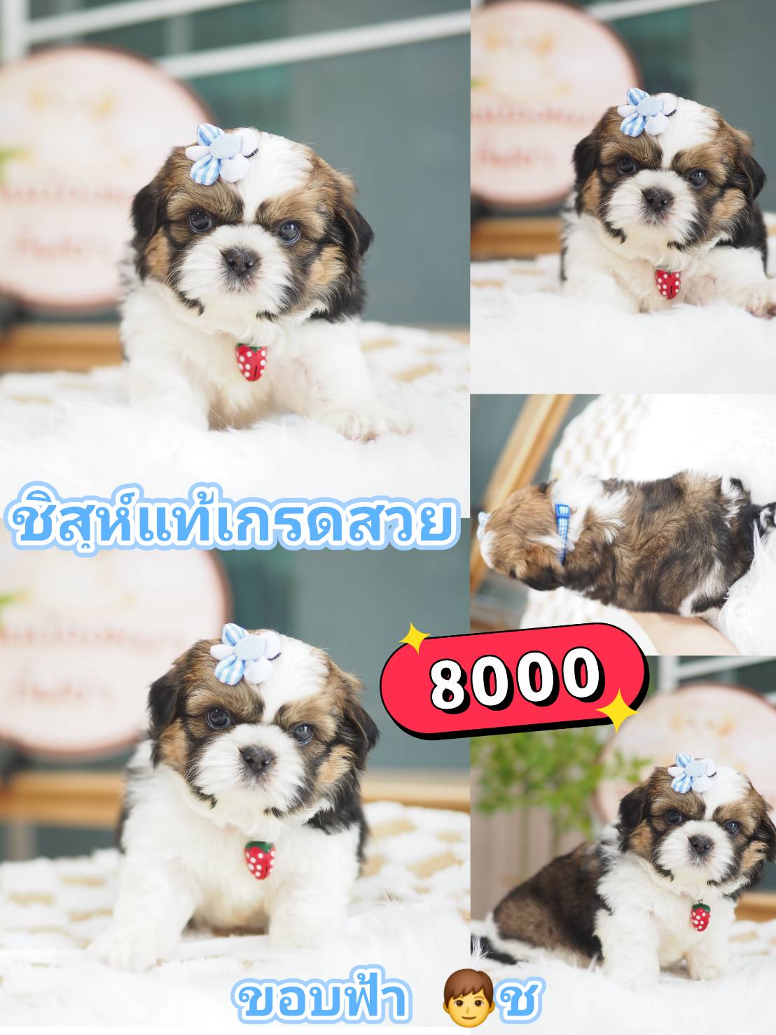 กิ๊ฟซ่าชิสุ ❤️ กทม