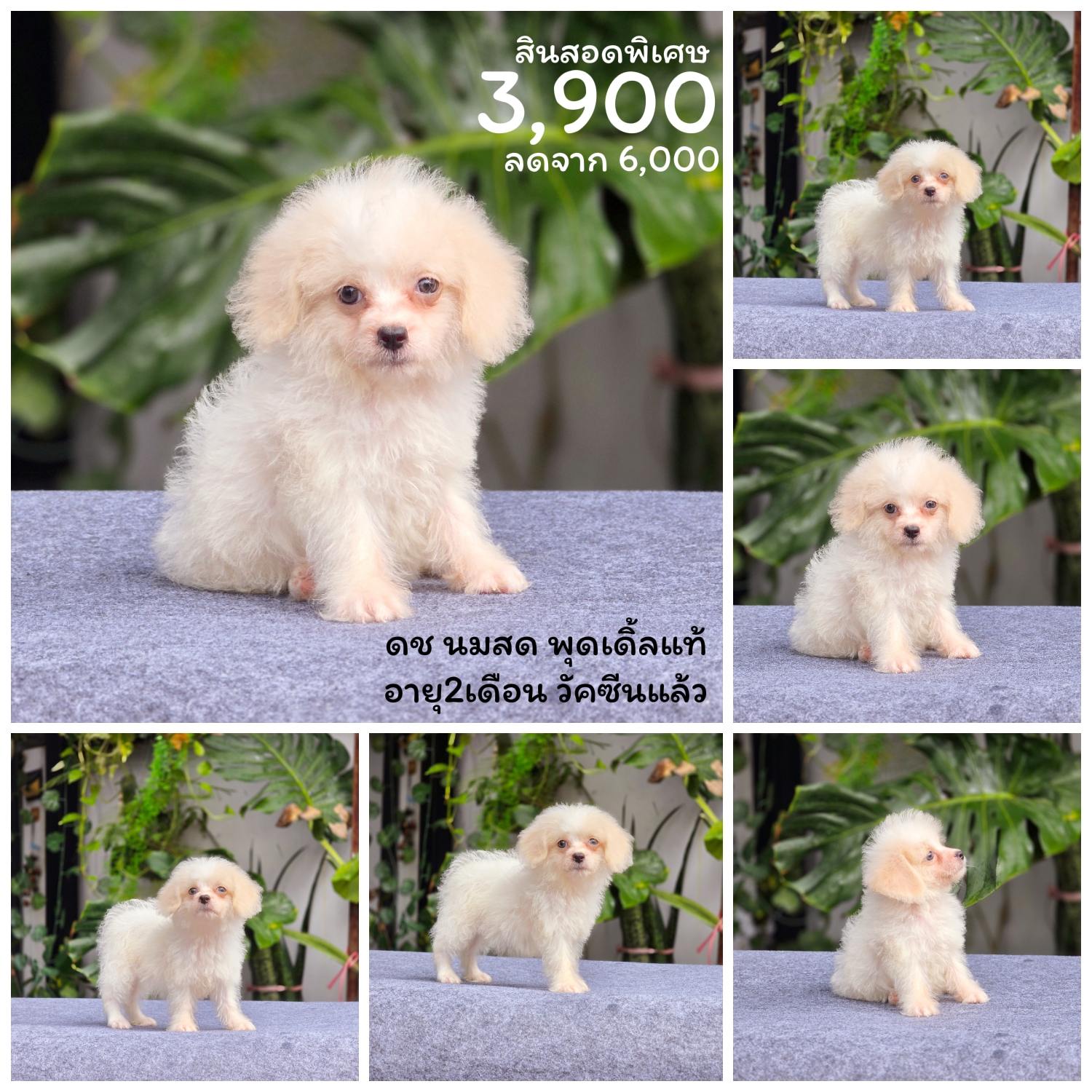 น้องนมสดพุดเดิ้ลแท้หนุ่มน้อยน่ารัก