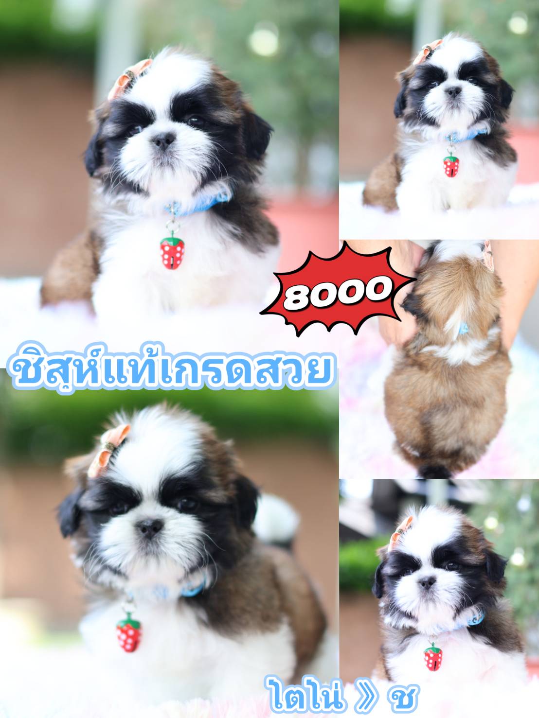 Kibzaa shihtzu