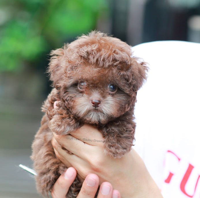 พุดเดิ้ล PDM-56609 เพศชาย สี chocolate น้องจิ๋วสีหายาก สีน่ากินแต่น้องกินไม่ได้น...