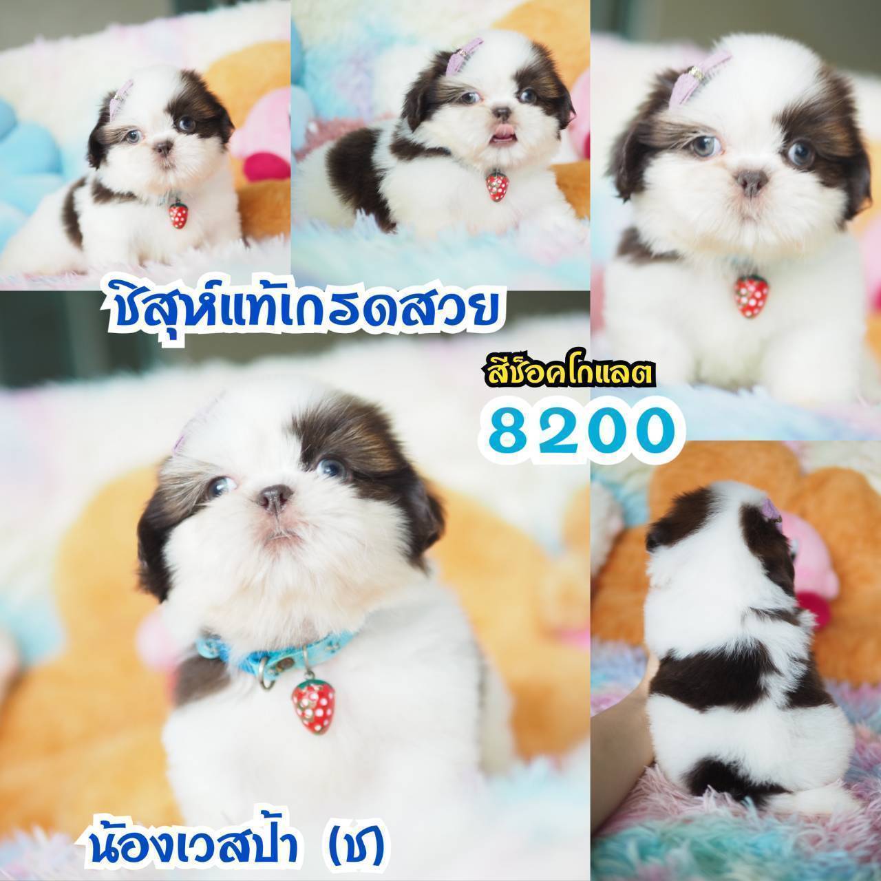 ❤️บ้านกิ๊ฟซ่า ชิสุห์ จตุโชติ สะพานใหม่ บางเขน