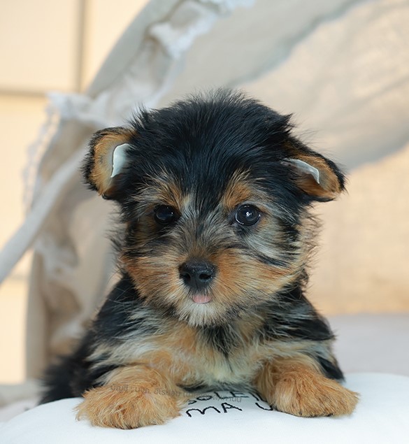 ยอร์คเชียร์ เทอร์เรีย HYF-68765 เพศหญิง สีแบล็คแทน อายุ 2 เดือน ตัวเล็ก ขาสั้น ห...