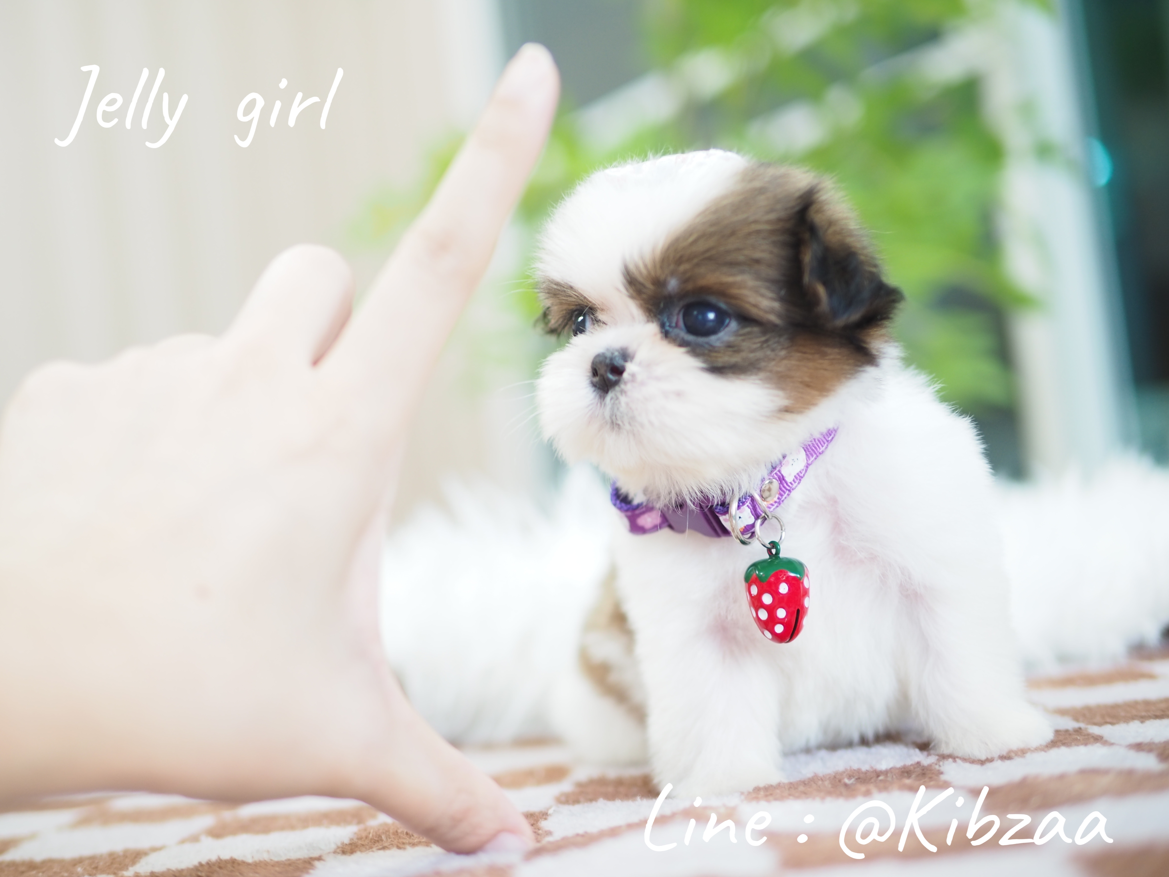 Shihtzu