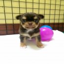 เปิดจอง ชิวาวาขนยาว สีช็อค มีคิ้ว