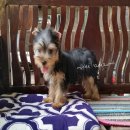 ยอร์คเชีย /ญ. สวยๆรากันเอง