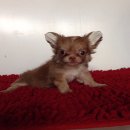 ขายชิวาวา ขนยาว สีช๊อค เพศเมีย ไซส์เล็ก เพ็ดสมาคมเต็มใบ