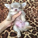 ชิวาวาเพศผู้ขนยาวสีสวาท หน้าสวย ไซด์จิ๋ว ราคาน่ารักๆ