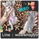 หนูน้อยสีสวาทไลแลค สีสวยมาก