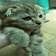แมว Scottish สีน้ำตาลลายเสือ เพศผู้ หูพับ หน้ากลมน่ารัก ขนฟูนิ่ม ขี้อ้อน พันธ์นอ...