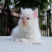 เปิดจอง ลูกแมว Exotic ลองแฮร์ สีขาว ตาสีฟ้า เพศชาย 