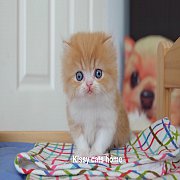 น้องเรมี่ ลูกแมวเปอร์เซีย เพศชาย สี ส้ม-ขาว