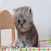 ลูกแมว เปอร์เซีย ซิลเวอร์แทบบี้ เพศชาย 