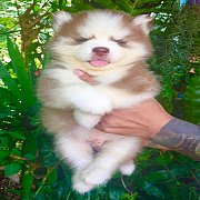 ลูกไซบีเรียนเพศผู้