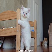 ลูกแมว Exotic lh ขนยาว สีขาว ตาสีฟ้า เพศชาย