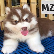 ไซบีเรียนวูลลี่โค้ดเพศเพศผู้สีคอปเปอร์