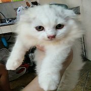 แมว Scottish สีขาวเพศผู้ หูพับ หน้ากลม ขนฟูนิ่มมาก  ขี้อ้อน พันธ์นอกแท้ อายุ 3 เ...