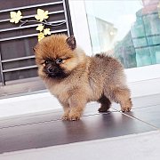 Pomeranian ฟอร์มหมีๆเพศเมียตัวเล็กจิ๋วขาสั้นวัคซีนแล้วมีบริการส่ง