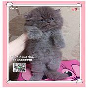 ***ได้บ้านแล้ว***ลูกแมวเปอร์เซียพันธุ์แท้สีเทาบลูหายาก
