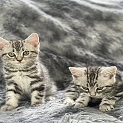 อเมริกันช็อตแฮร์แท้ ราคา 5,900 บาท อ้วน สมบูรณ์ สามารถเข้ามาดูน้องแมวที่บ้านได้...