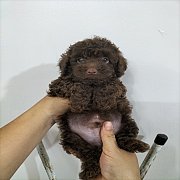 พุดเดิ้ลสีช็อคโกแลตน่ารักๆ