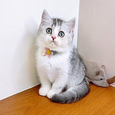 แมวสก๊อตติสโฟร์ สายพันธุ์แท้ คุณภาพ