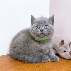 แมวสก๊อตติสโฟร์ สายพันธุ์แท้ คุณภาพ