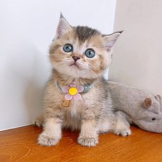 แมวสก๊อตติสโฟร์ สายพันธุ์แท้ คุณภาพ
