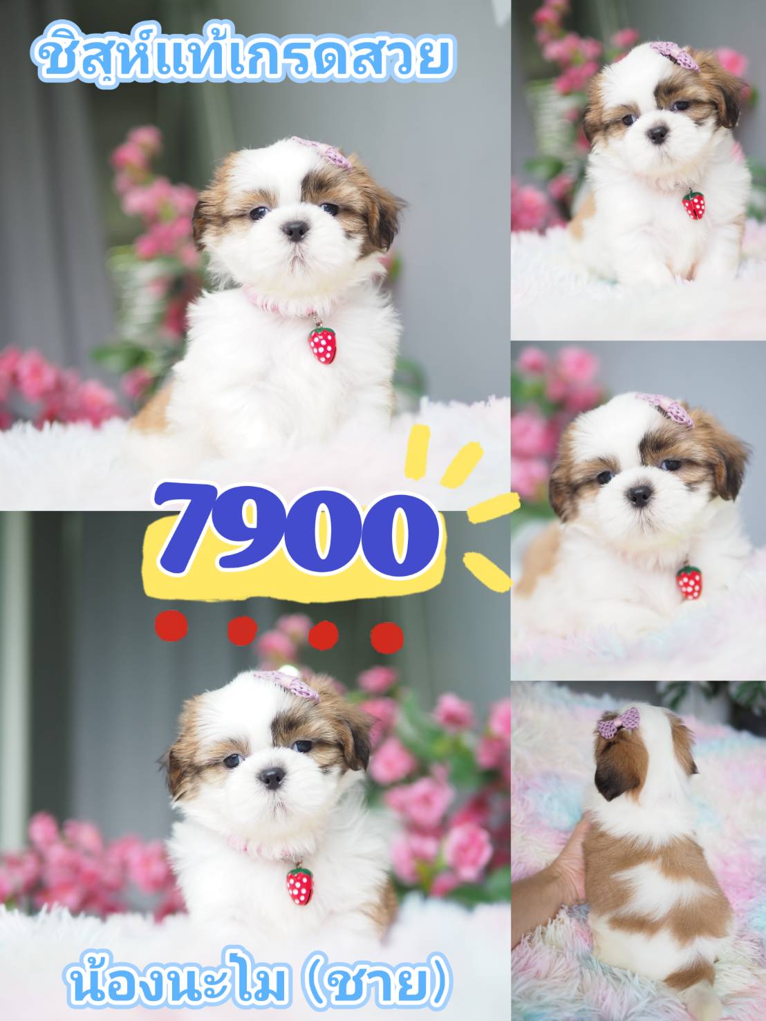 SHIHTZU กิ๊ฟซ่า
