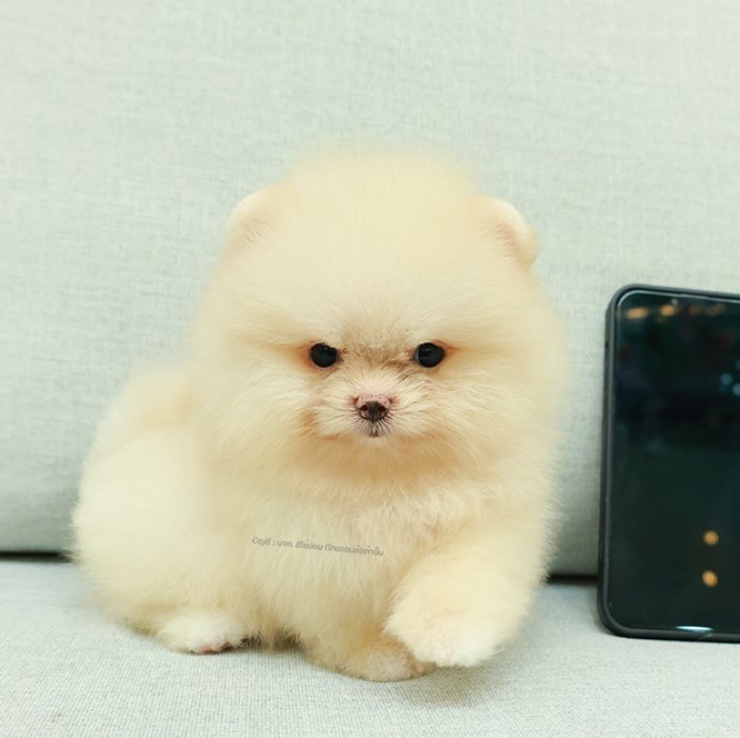 ปอมแท้ ปอมหน้าสั้น HRF-89114 เพศหญิง สีครีม เด็กหญิงสุดน่าร๊าก สีครีมละมุนตุ้มมา...