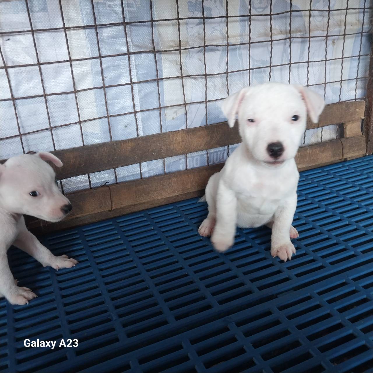 แจ๊ครัสเซลล์พันธุ์แท้ ตัวละ 4900 บาทครับ