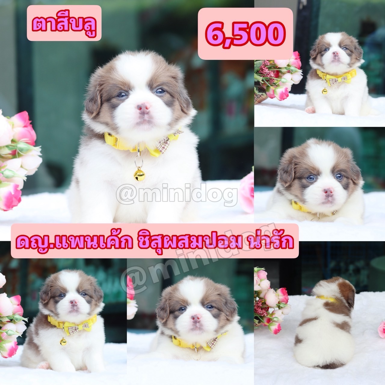 ชิสุผสมปอม