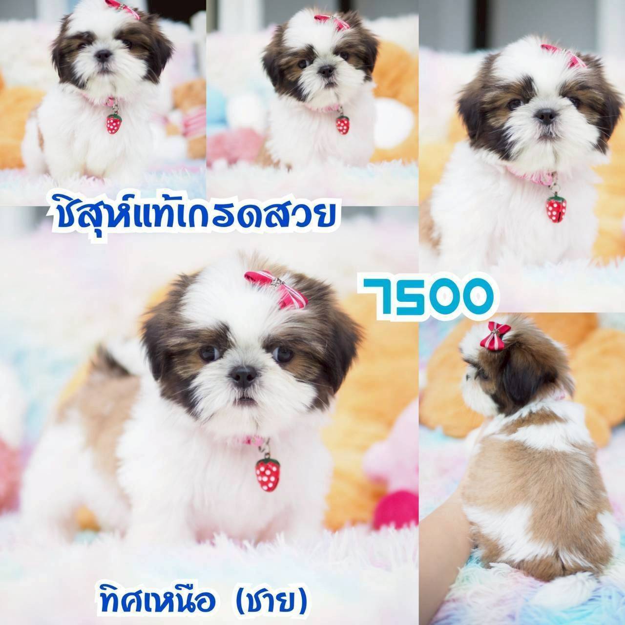 ❤️บ้านกิ๊ฟซ่า ชิสุห์ จตุโชติ สะพานใหม่ บางเขน
