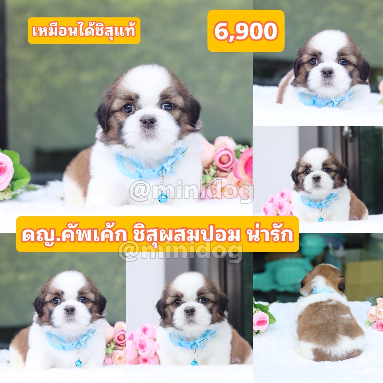 ชิสุผสมปอม