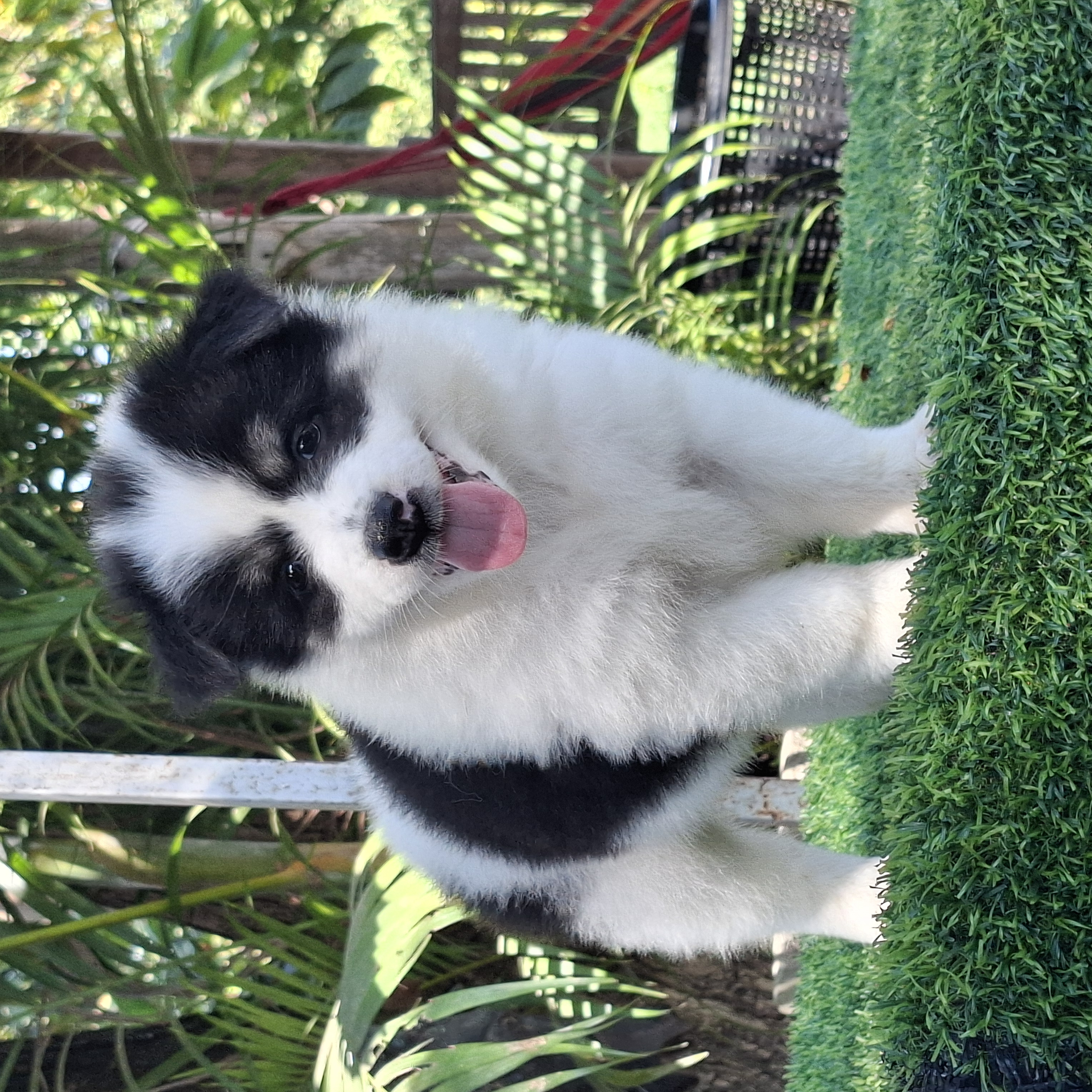 หาบ้านให้ลูกสาวสีขาวดำ(คอกมิตรแท้) ตัวนี้ขอบอกน่ารักมากๆ พร้อมใบเพ็ด  สนใจ โทร 0...