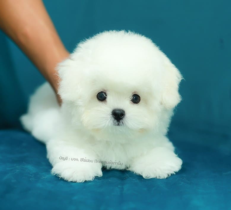 มินิบิชอง BCF-68757 เพศหญิง สีขาว น่ารักมาก ตัวเล็กตัวน้อย ขนนุ่มขนแน่น หน้าแบ๊ว...