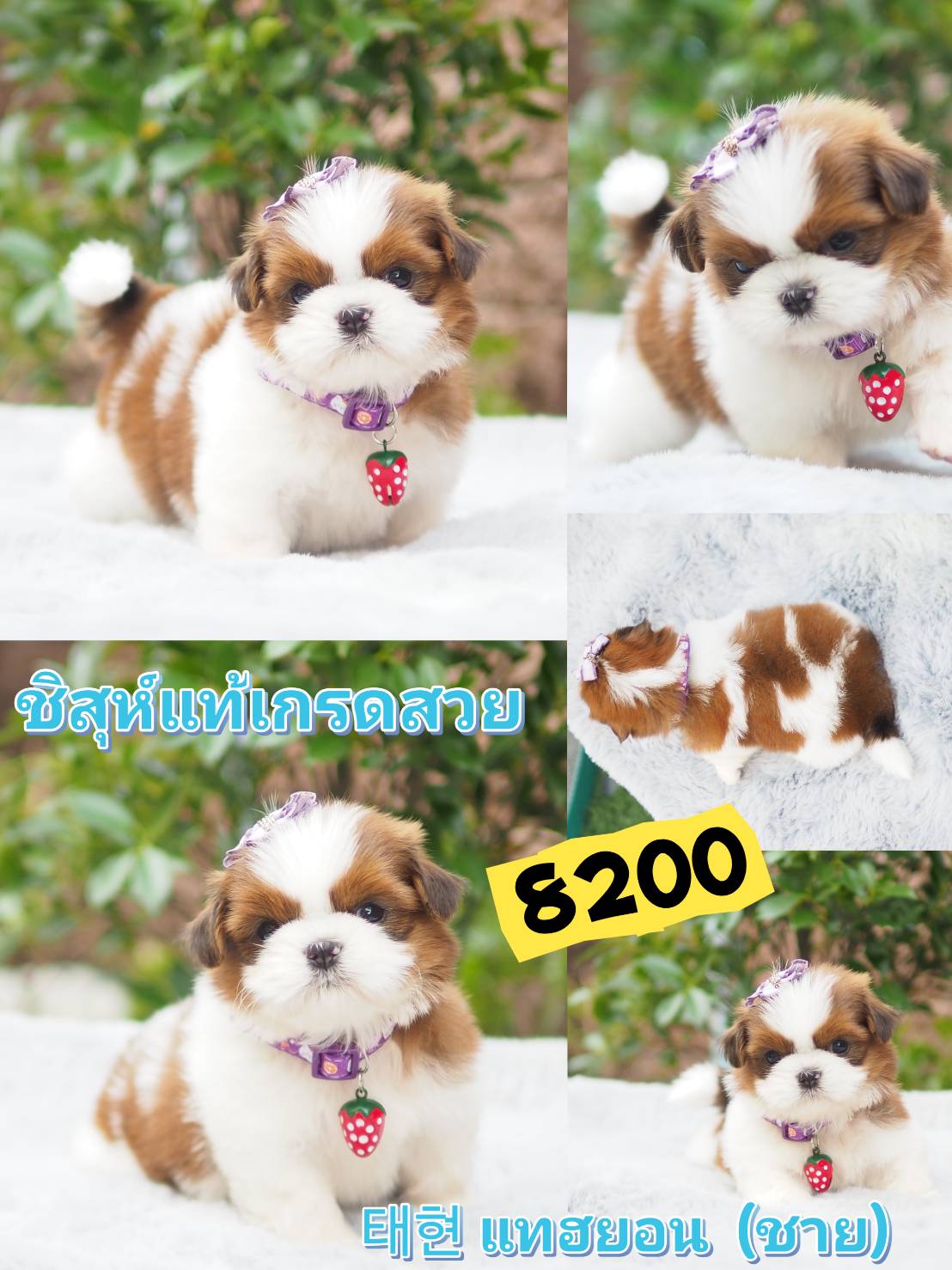 SHIHTZU  อย่างหล่อ