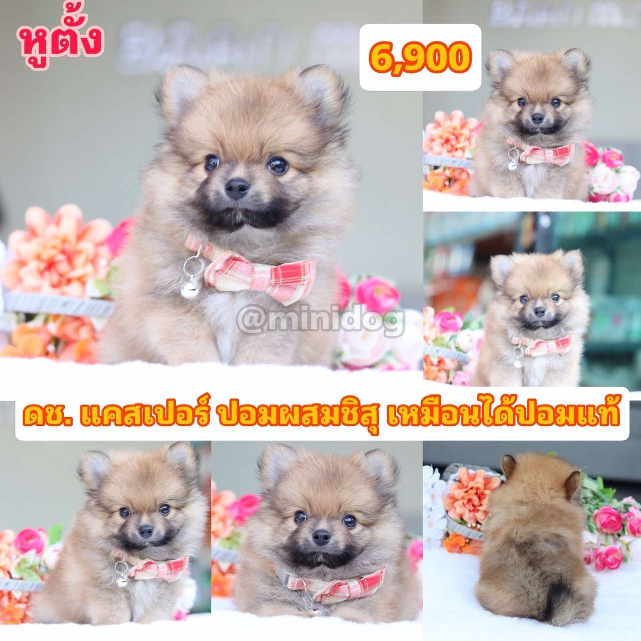 ชิสุผสมปอม