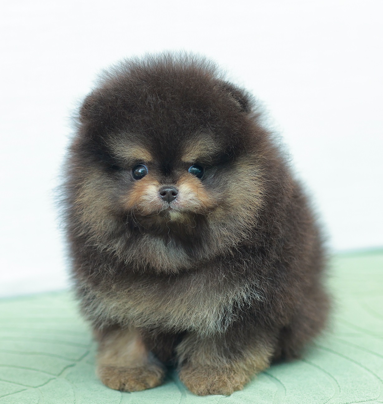 ปอมแท้ ปอมเมอเรเนียน HRM-68596 เพศชาย สีแบล็คแทน อายุ 2 เดือน หน้าตาน่ารัก ขาสั้...