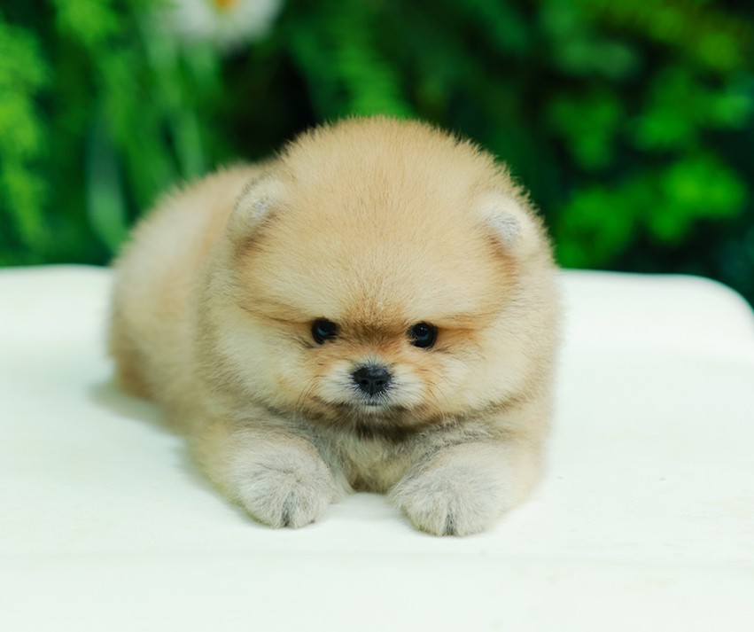 ปอมหน้าหมี ปอมแท้ ปอมเมอเรเนียน HRM-50924 เพศชาย สีส้ม อายุ 2 เดือน ตัวเล็ก ขาสั...