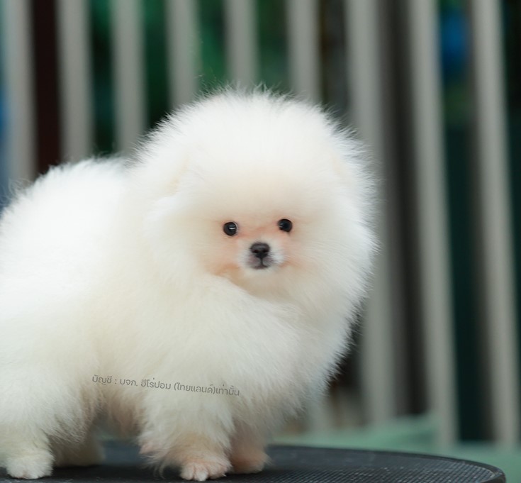 ปอมแท้ ปอมเมอเรเนียนฃ HRM-68172 เพศชาย สีขาวครีม อายุ 2 เดือน ตัวเล็ก ขาสั้น หน้...