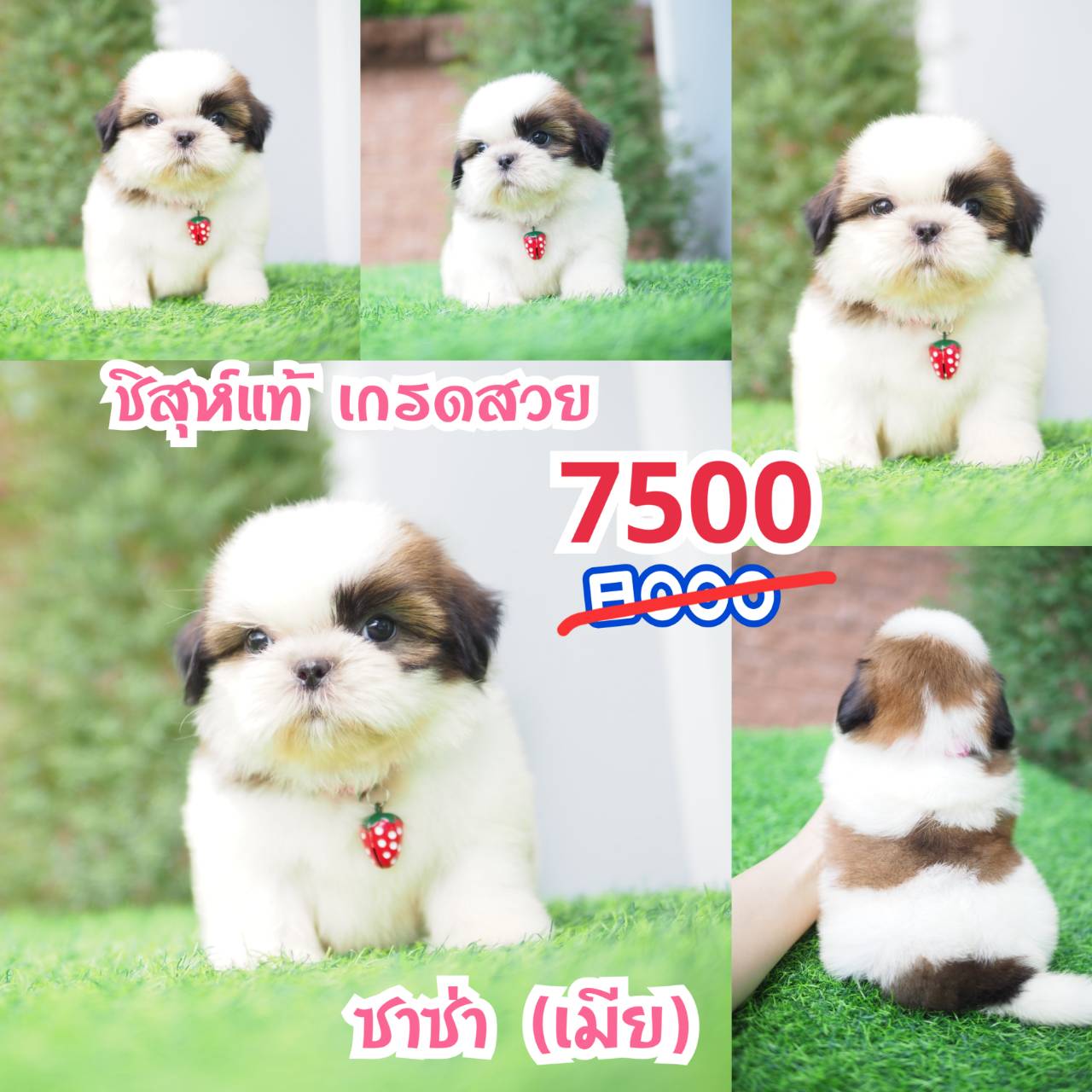 ชิสุห์แท้ กิ๊ฟซ่า