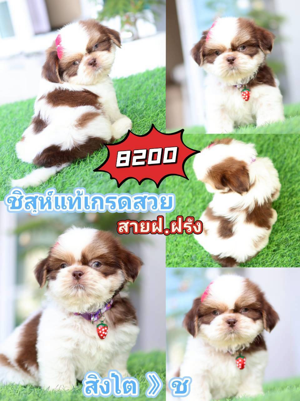 Kibzaa shihtzu