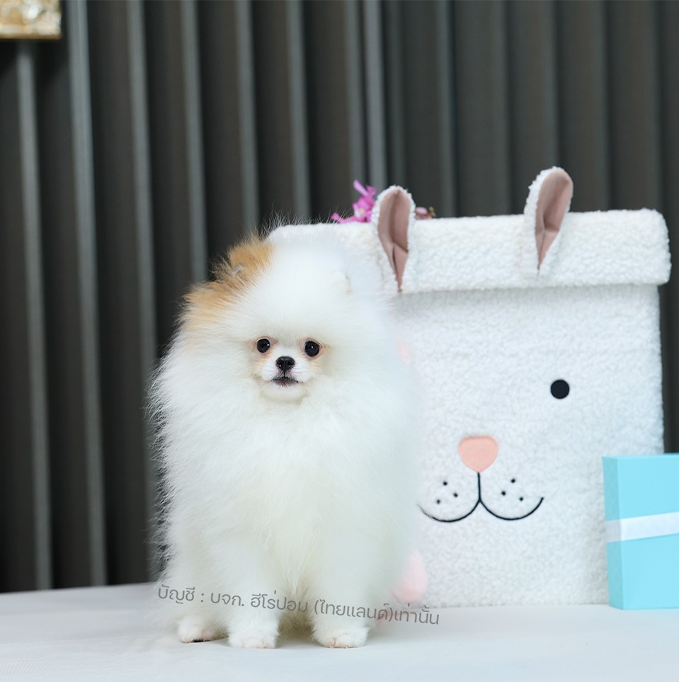 ปอมแท้ ปอมหน้าหมี HRF-10394 เพศหญิง สีขาวส้ม อายุ 2 เดือน ขนแน่น ขาใหญ่ กินเก่ง...