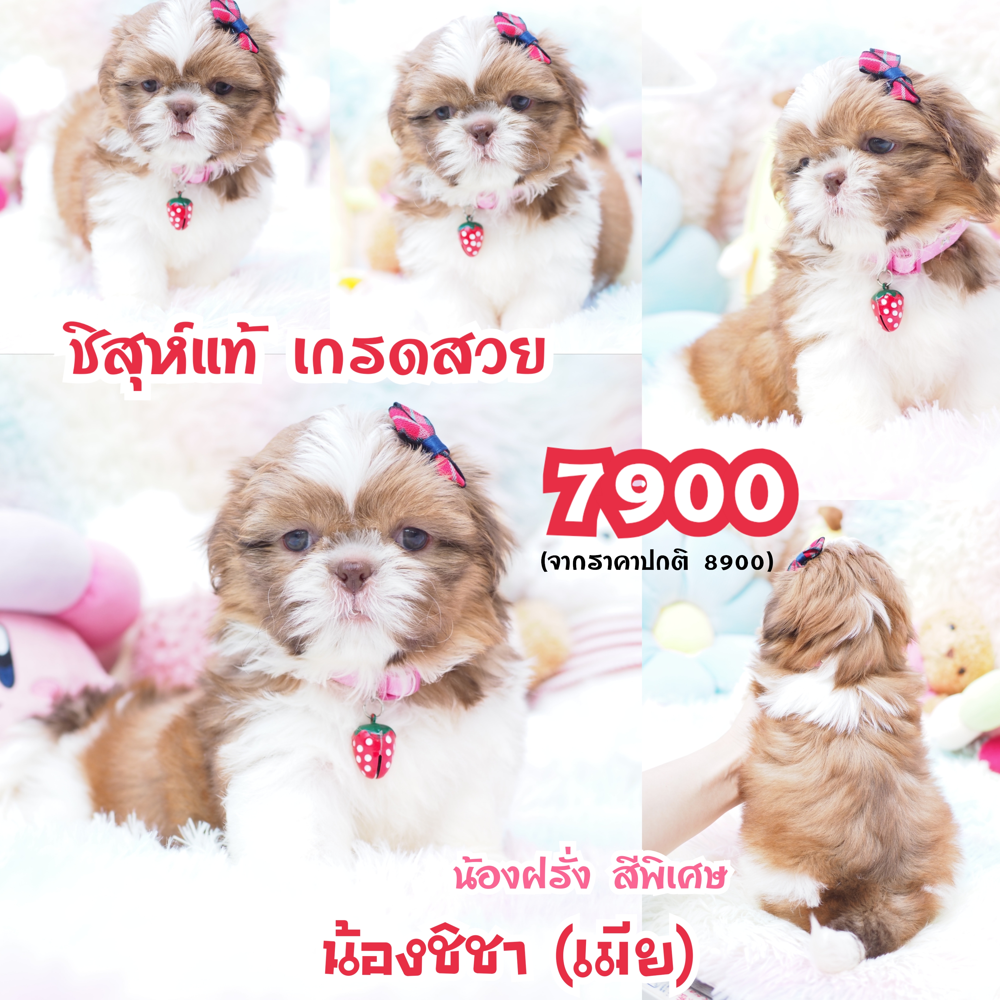 ⛔️บ้านกิ๊ฟซ่า มีแต่สวยๆ