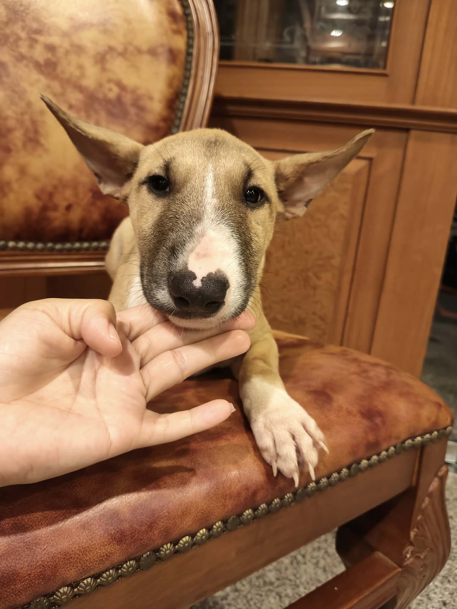 เพาะพันธุ์ & จำหน่าย Bull Terrier Standard เกรดคุณภาพ