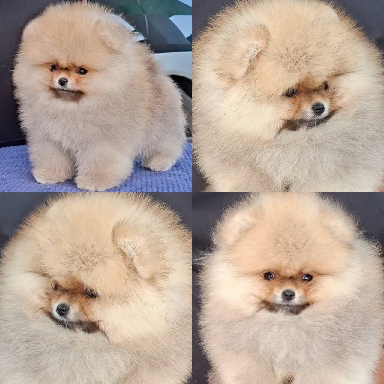 ลูกปอมน้อยพร้อมย้ายบ้านจ้าาา