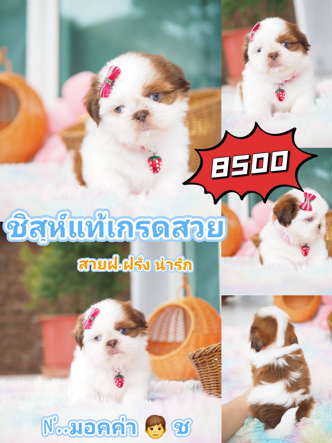 ชิสุห์ เกรดสวย