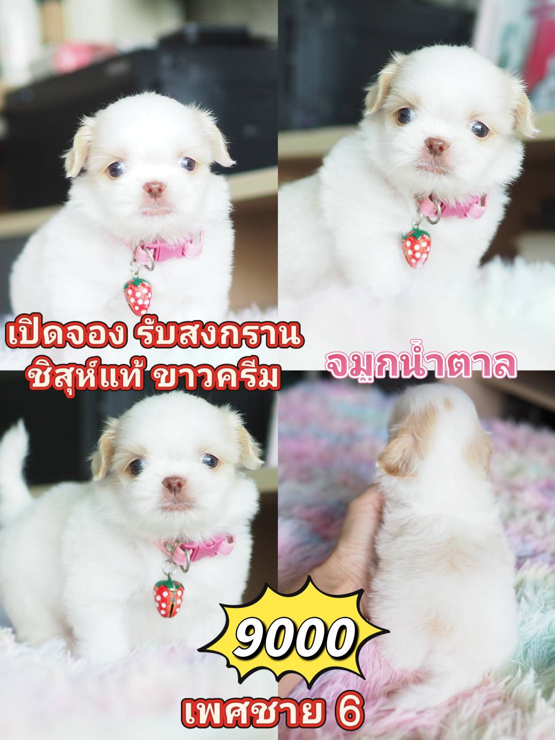 Shihtzu สีขาว สายฝ.9000